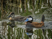 Mr. and Mrs. Ruddy Duck 