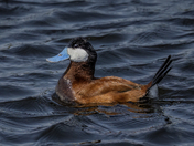 Mr. Ruddy Duck 