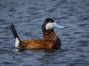 Ruddy Duck 
