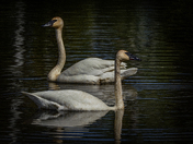 Grace Afloat 