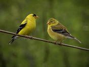 Mr and Mrs Goldfinch 