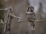 Northern Hawk Owl 