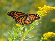 The Viceroy butterfly (Limenitis archippus)