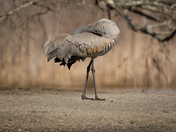 Sandhill Crane 