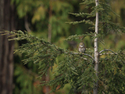 Little Hoot (Pygmy Owl)