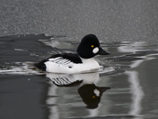 Early Goldeneye