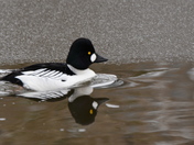 Goldeneye and ice