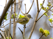 Springtime Backyard Surprise Visitor