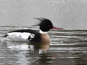 Red-Breasted Merganser