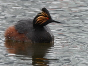 Eared Grebe
