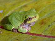 micro Frog