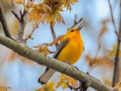 Prothonotary 
