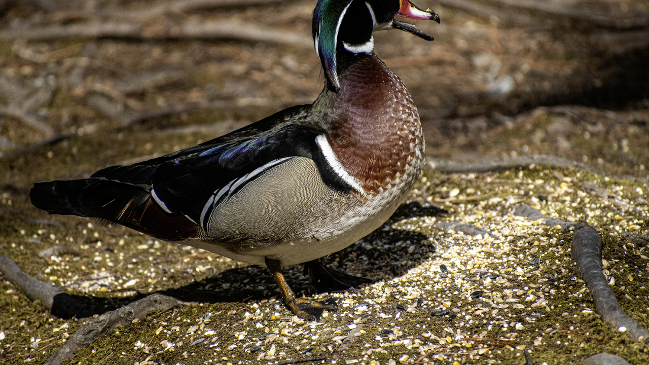 Hello, my name is Woodie