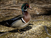 Hello, my name is Woodie