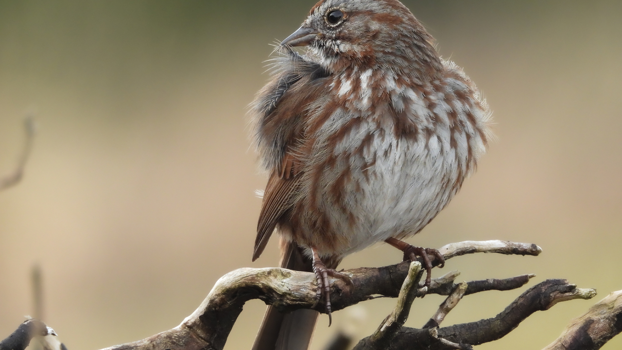 Wonerful Little Things