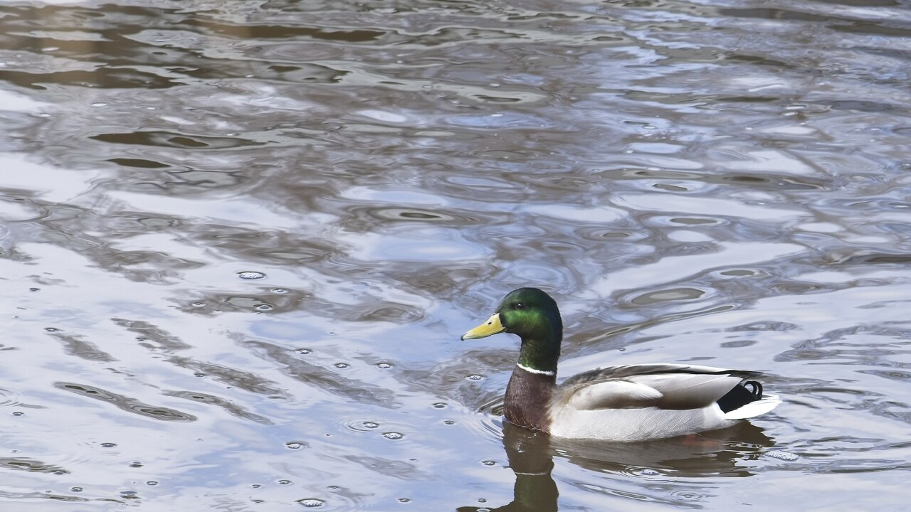 solitary duck II