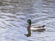 solitary duck II