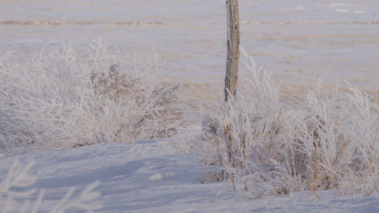 The Snowy owl and Snow Buntings