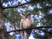 You are being Watched