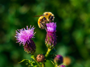 Bee On A Summer Flower