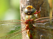 Orthetrum brunneum
