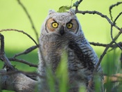 Owl Down Low 