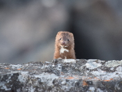 Sneaky Mink