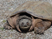 Lake turtle sunbathing