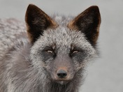 Silver fox
