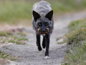 Don't feed the wildlife