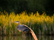 Golden Hour Great Blue