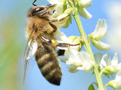 Bee collecting nectar