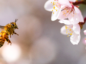 Honey bee around cherry blossom