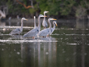 Great Blue Herons