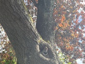 Keeping a Lookout