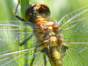 Stained glass appearance of dragonfly wings !