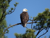 Bald Eagle