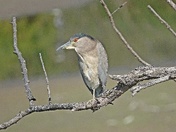 Black Crowned Night Heron