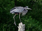 Great Blue Heron