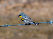 Possible Nesting Material