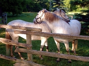 Horses