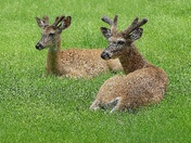 Deer