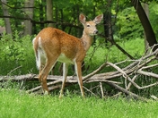 Deer