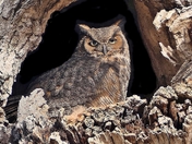 Great Horned Owl
