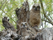 Great Horned Owl