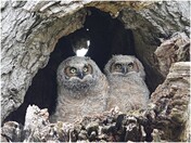 Great Horned Owls