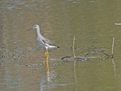 Greater Yellowlegs