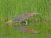 Green Heron