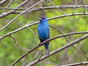 Indigo Bunting