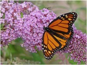 Monarch Butterfly